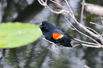 agelaius phoeniceus, red-winged blackbird