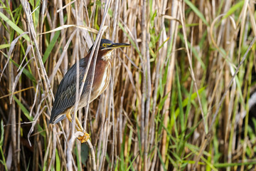 green heron,  butorides virescens