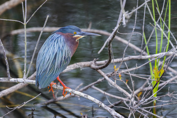 green heron,  butorides virescens