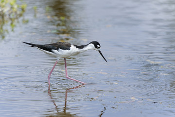 black-necked stilt,  himantopus himantopus mexicanus