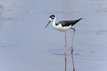 black-necked stilt,  himantopus himantopus mexicanus