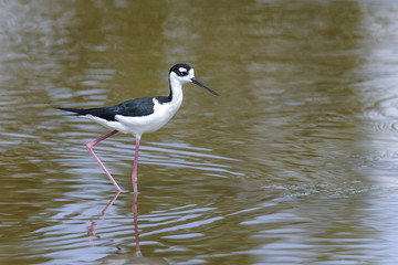 black-necked stilt,  himantopus himantopus mexicanus