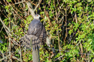 coopers hawk, accipiter cooperii