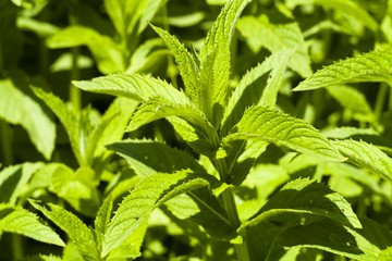 Water mint (Mentha aquatica, Mentha hirsuta)