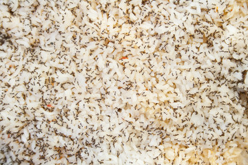 Many ants finding their food