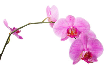 Fototapeta na wymiar bloom of pink orchid