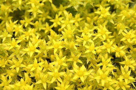 Sedum Acre Fleur Rocaille