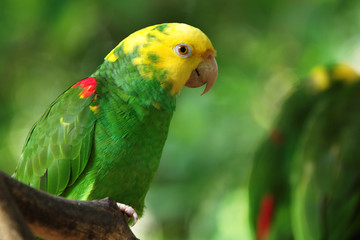 Papagei