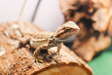 Bearded Dragon Curiously Sitting on Log