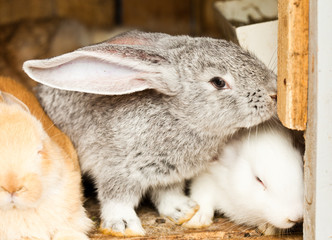 Rabbits' hutch