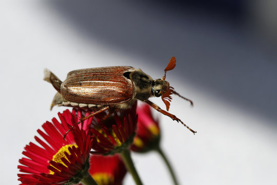 Maik&auml;fer auf Bellis