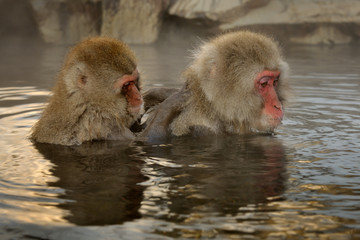 Two Japanese Macaque grooming in hot spring.