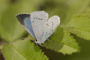 little blue butterfly
