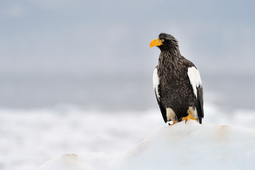 Steller's Sea Eagle standing on ice.