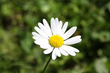 Cercles muraux Marguerites Pâquerette des Champs, marguerite margueritte