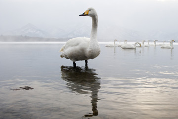 Whooper Swans standing in water with sunset.