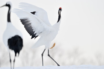 Red-crowned Crane playing with leave. - obrazy, fototapety, plakaty