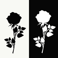 Two roses, black and white
