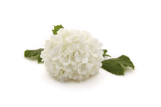 fleur