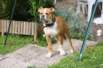 Bouledogue bully americain portrait monte la garde