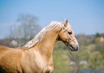 Obraz premium palomino stallion