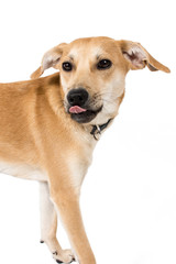 Hund streckt Zunge raus