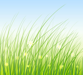 Green Grass Vector Illustration