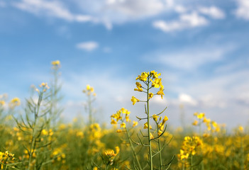 Rapeseed in field, selective focus