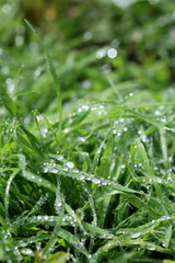 Spring, grass with rain drops in morning