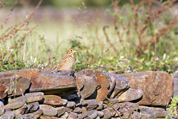 Pájaro posado en una pared
