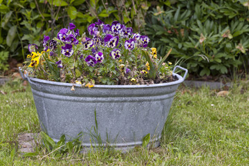 alte Zinkwanne mit Blumen bepflanzt als Gartendekoration