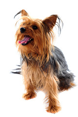 Yorkshire terrier looking away