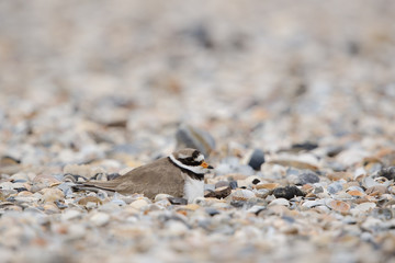 Sandregenpfeifer, Common ringed plover, Charadrius hiaticula