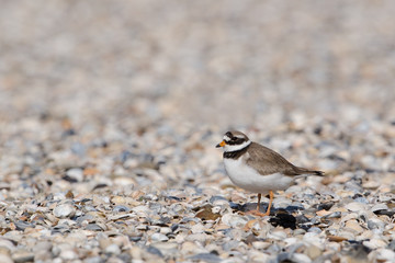 Sandregenpfeifer, Common ringed plover, Charadrius hiaticula