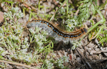 Thaumetopoea pityocampa