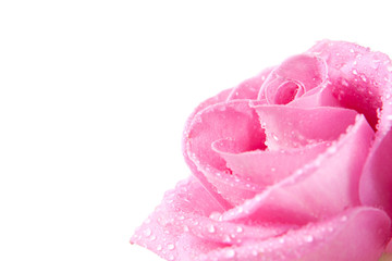 rose in dew