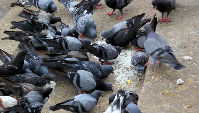 Feed Pigeon on Stairs