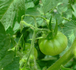 tomato, tomatoes green