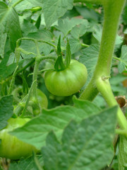 green tomato