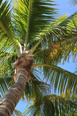 Palm tree on the background of  blue sky
