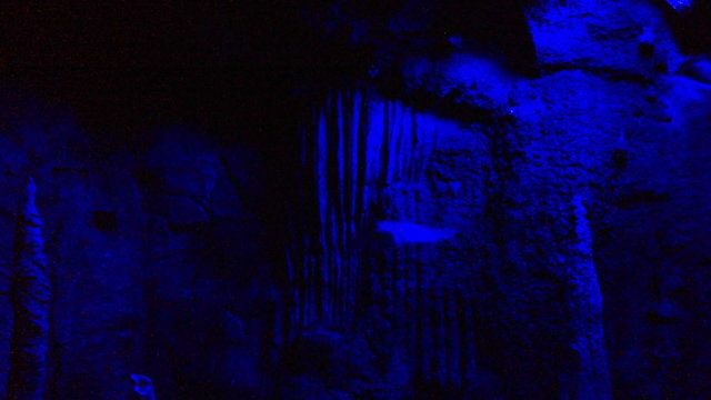 giant bat in a cave