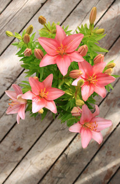Fototapeta Asiatic lily