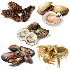 Group of fresh alive seafood
