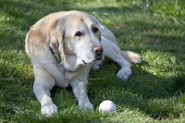 Faithful Labrador waiting for you with its ball