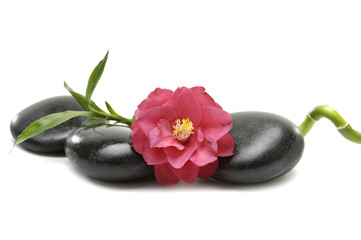 Obraz na płótnie Canvas camellia and stones with lucky bamboo