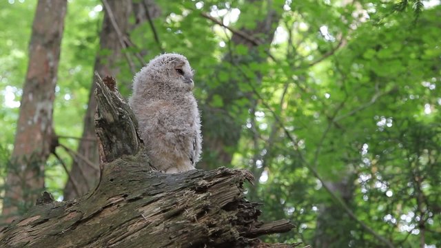 フクロウの雛