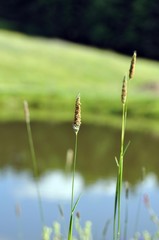 Gr&uuml;ne Borstenhirse