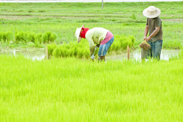 Thai farmer planting on the paddy rice farmland, Thailand