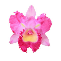 single orchid