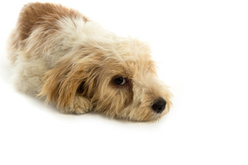 Puppy dog isolated on  white background
